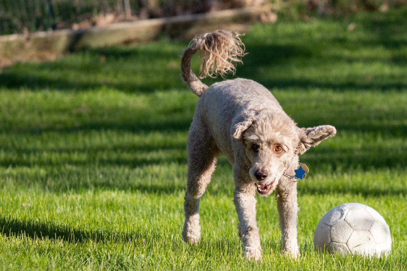 Dog playing with a ball on a grassy field