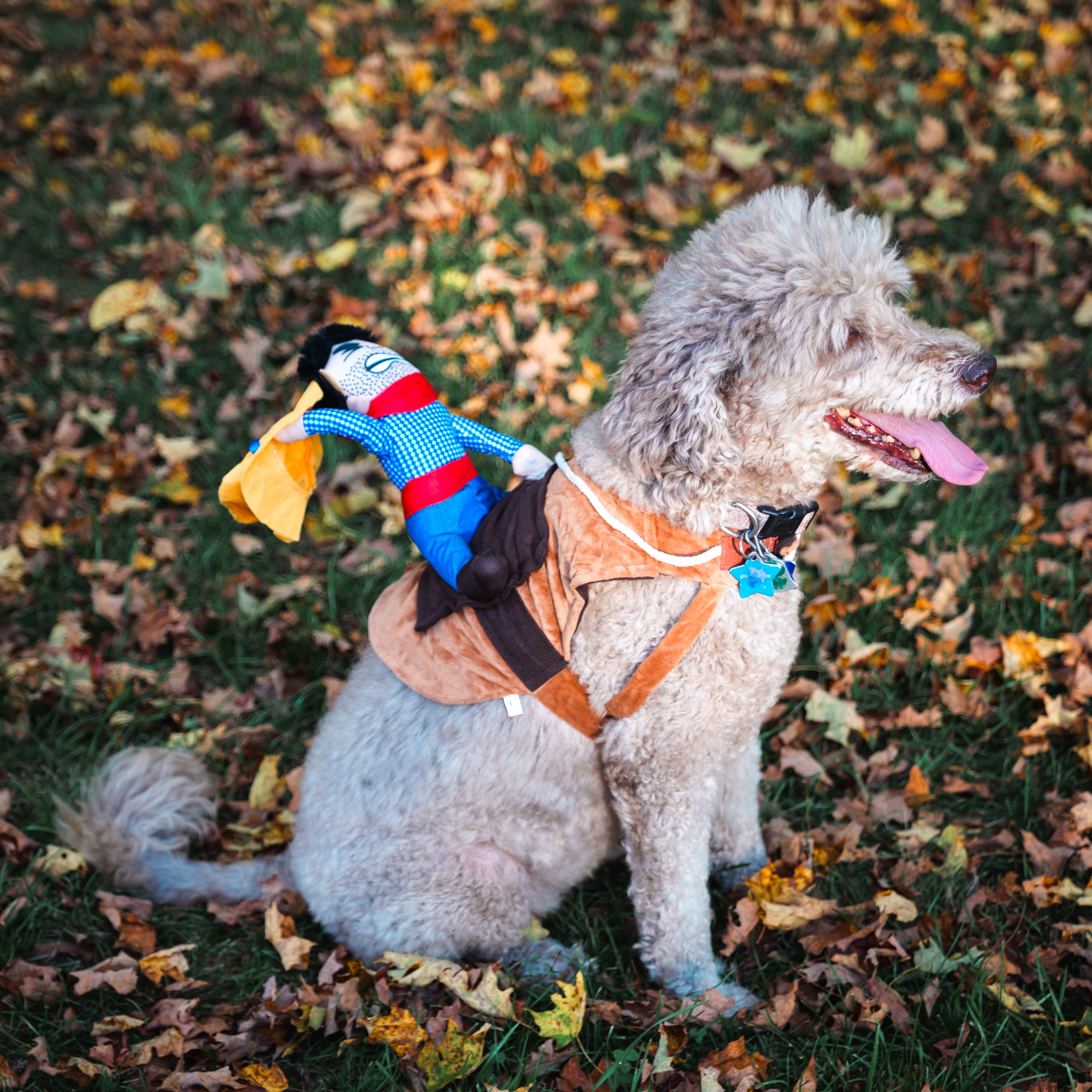 Cowboy Rider Pet Costume