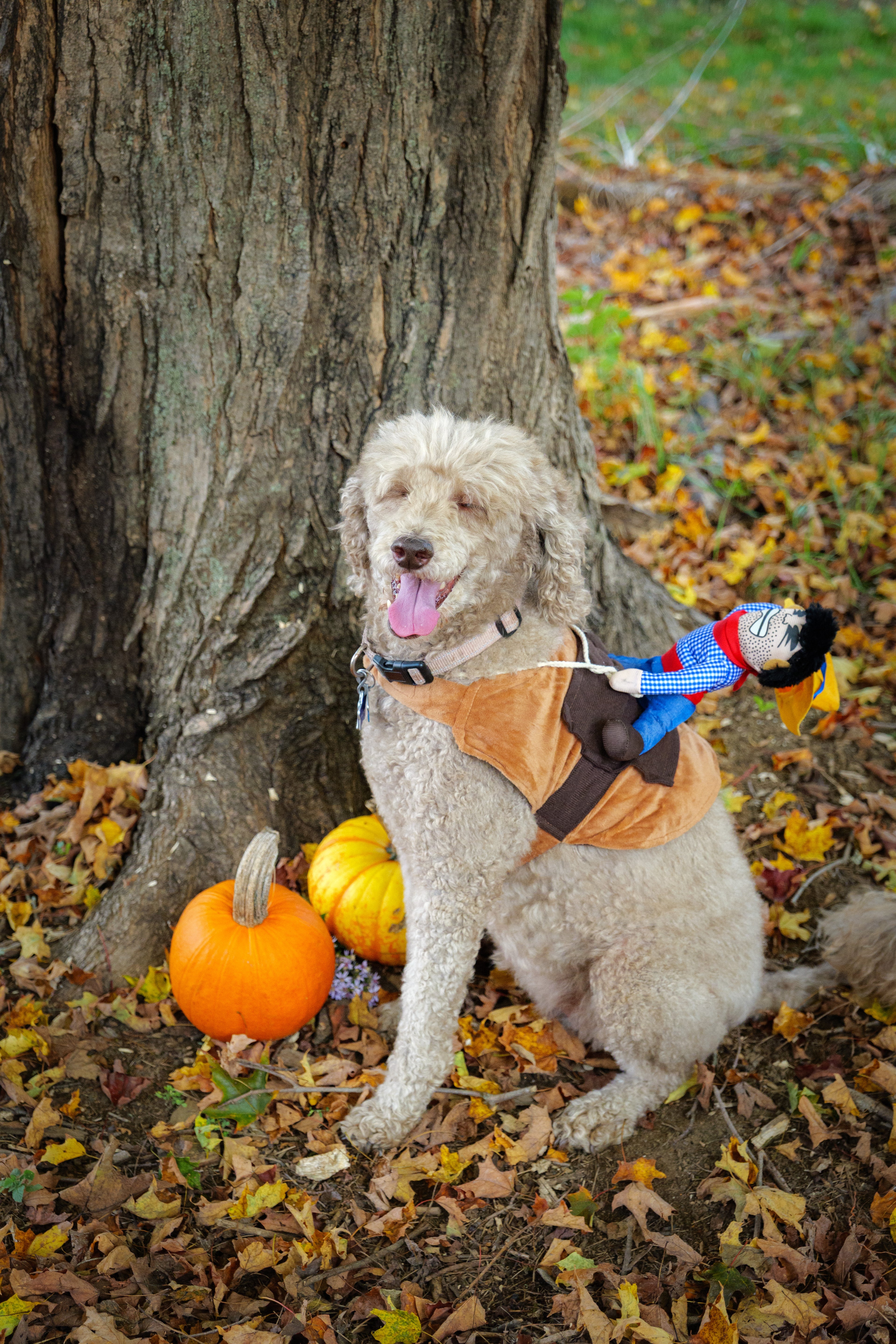 Cowboy Rider Pet Costume